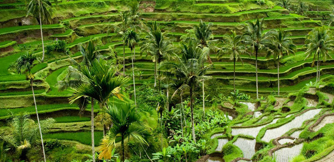 Bali Vacation Ubud Bali Tour
