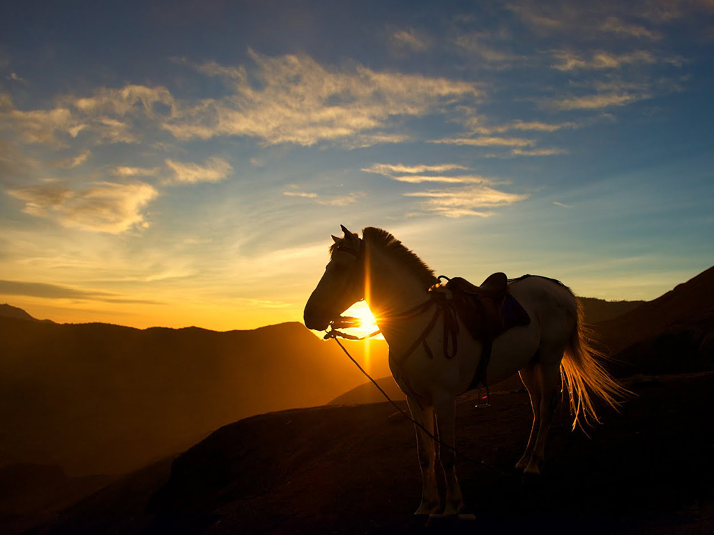 Bromo Sunrise Horse