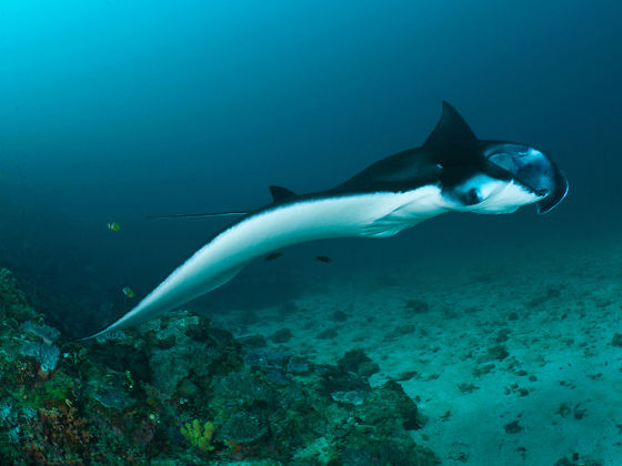 Manta Ray
