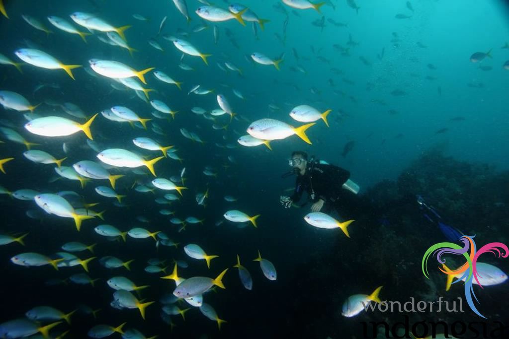 Misool Island Raja Ampat Diving by Bali Tour