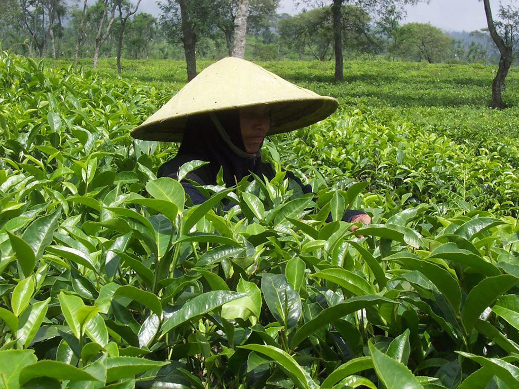 Wonosari tea plantation malang by bali tour