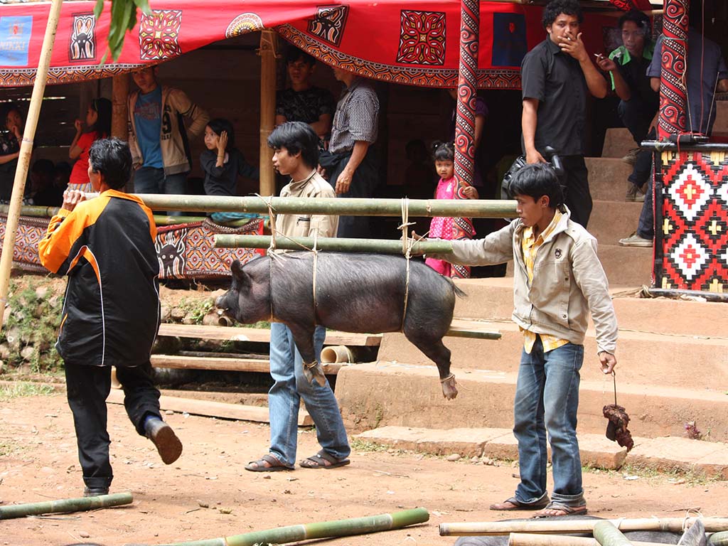 Beyond Bali: Discovering the Unforgettable Culture of Tana Toraja
