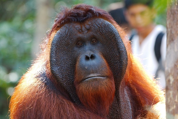 Borneo Orang Utan