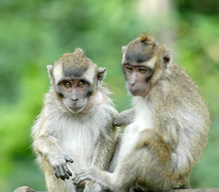 tour_box_1 monkey forest