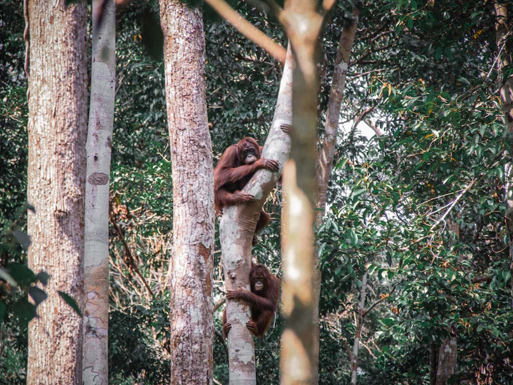 Orang Utan Trip By Bali Tour